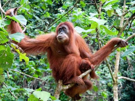 Orangutans Have a Big Idea | Science News | Scoop.it