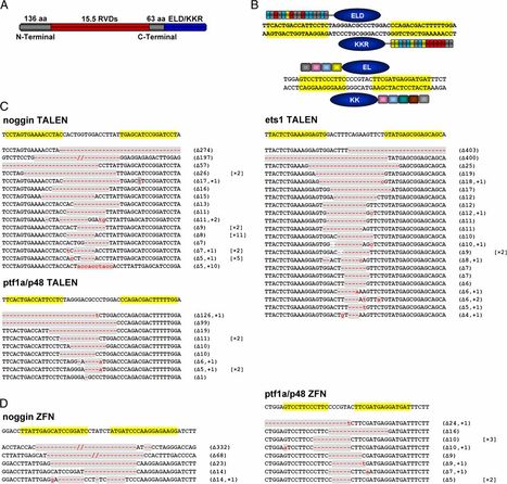 Efficient targeted gene disruption in Xenopus embryos using engineered transcription activator-like effector nucleases (TALENs) - PNAS | TAL effector science | Scoop.it