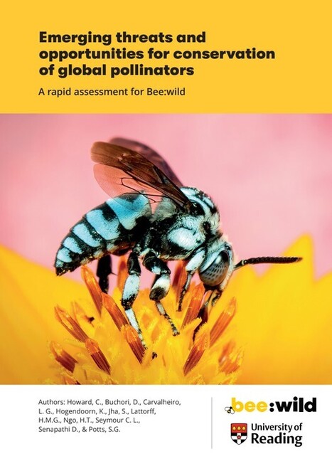 Rapport sur les abeilles sauvages - Université de Reading | Insect Archive | Scoop.it
