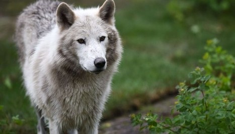 Loups, requins, renards... Les hommes traquent, tuent. Ils n'aiment pas la beauté sauvage | Pastoralisme Ours Loups Lynx | Scoop.it