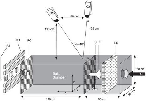 Description de la technique d’approche du moustique affamé et mortel | Insect Archive | Scoop.it