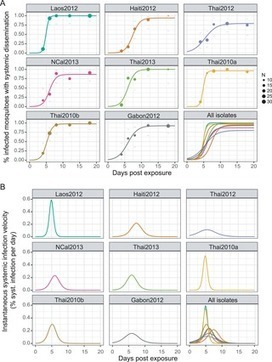 Epidemiological significance of dengue virus genetic variation in mosquito infection dynamics | Virology News | Scoop.it