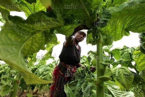 Approche genre dans les investissements de l'agroalimentaire en Afrique  | AFRIQUES | Scoop.it