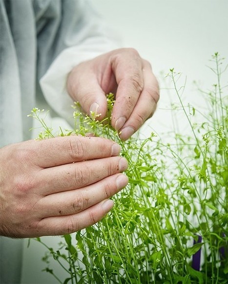 Lancement de l’Ecole Universitaire de Recherche des Sciences des Plantes de Saclay | Life Sciences Université Paris-Saclay | Scoop.it