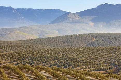 SPANISH Exports of Bottled Olive Oil to U.S. Drop 80 Percent | CIHEAM Press Review | Scoop.it