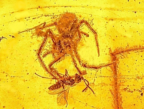 Prise la main dans le sac… d’ambre ou l’histoire d’une longue rancune. | Dr. Goulu | Scoop.it