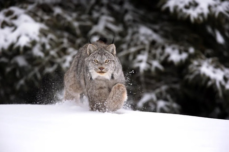 Celebrate Winter in the Wild With 15 Photos of Animals Enjoying the Snow | Science | Hamptons Real Estate | Scoop.it