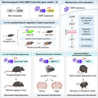 Electromagnetic field-inducible in vivo gene switch for remote spatiotemporal control of gene expression | CEL | RMH | Scoop.it