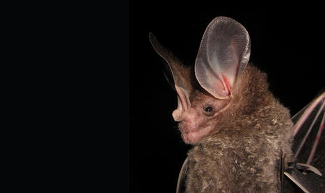 Panama Canal expansion rewrites history of world’s most ecologically diverse bats – | Chiroptères | Scoop.it