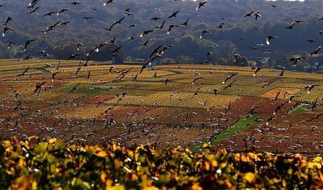 Environnement : «Notre alimentation est la clé majeure pour protéger la biodiversité» | Biodiversité | Scoop.it