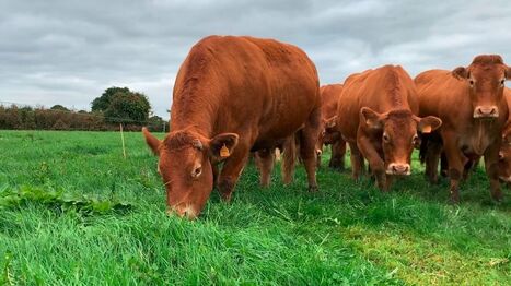 Finir ses vaches de réformes au pâturage | SCIENCES DE L' ANIMAL | Scoop.it