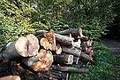 IHK-Gutachten: Nationalpark kostet mehr Geld und Arbeitsplätze - Lippische Landes-Zeitung | IHK_Tourismus | Scoop.it