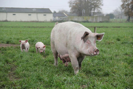 Les points critiques des élevages alternatifs de porcs identifiés | Actualité Bétail | Scoop.it