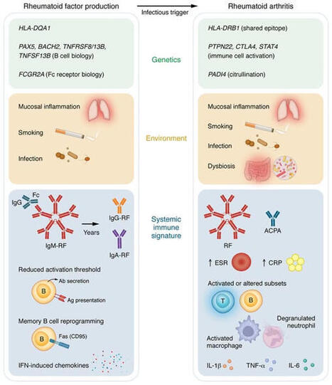 Why a positive... - Journal of Clinical Investigation | Rheumatology-Rhumatologie | Scoop.it