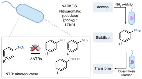Retention and biosynthesis of diverse nitroarenes in Escherichia coli after combinatorial nitroreductase gene deletions | Nchem | RMH | Scoop.it