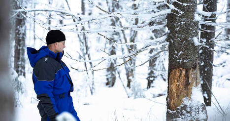 Satelliitti&shy;kuvissa havaittiin kuolleita puita, ja pian sotkamolainen mies sai varoituksen Mets&auml;&shy;keskukselta | Kotimaa | Yle | 1Uutiset - Lukemisen t&auml;hden | Scoop.it
