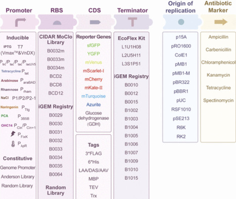 Vibrio natriegens, a Promising Chassis from Strain Property to Protein Expression: A Review | asb | RMH | Scoop.it