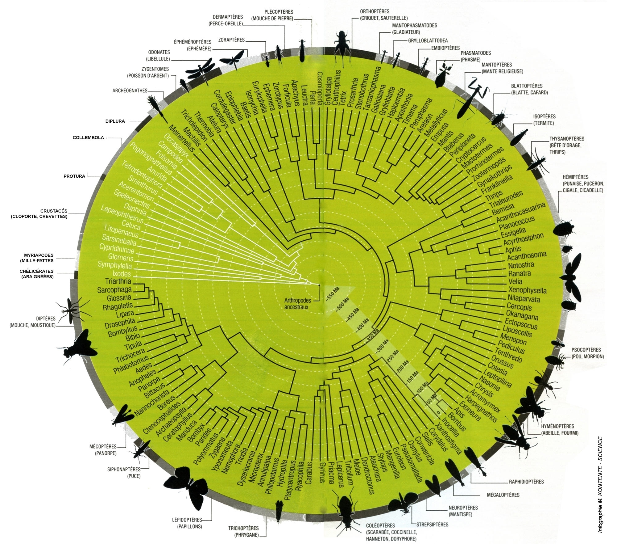Arbre phylogénétique des Insectes...