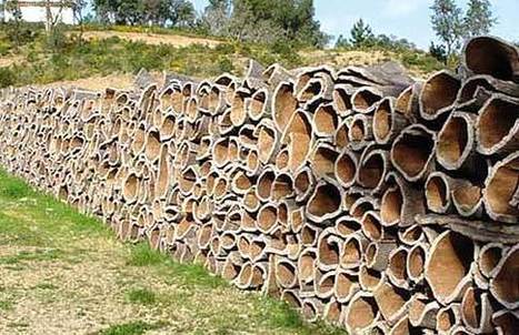 Production de liège en Algérie : Une richesse encore à valoriser | Matériaux recyclés, géo et bio-sourcés en régions méditerranéenne et alpine | Scoop.it