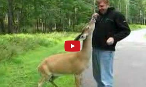 A Couple Was Walking In The Park, Until They Met The Friendliest Deer.  Look What Happened! | Walking On Sunshine | Scoop.it