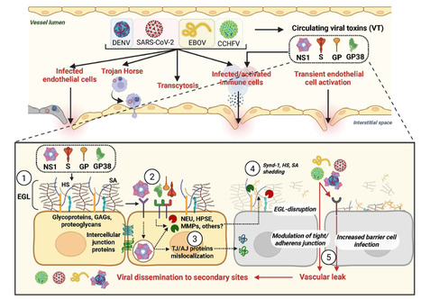 The Contribution of Viral Toxins to Infection and | Virus World | Scoop.it