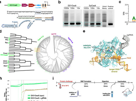 A cold-adapted Cas9 nuclease from the deep ocean | brvbe | RMH | Scoop.it
