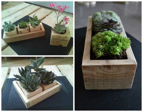 Small Succulents Planters / Petite Décorations De Table | 1001 Pallets ideas ! | Scoop.it