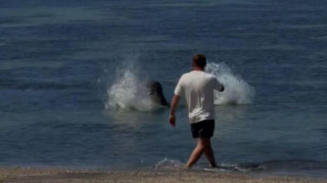 Washington Man arrested for throwing rock at endangered monk seal on Maui - KHON2.com | Operation Deimos | Scoop.it