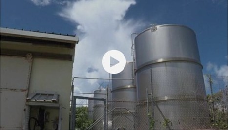 VIDEO. Ouvéa : la filière du coprah en difficulté malgré son potentiel | CORPS GRAS | Scoop.it