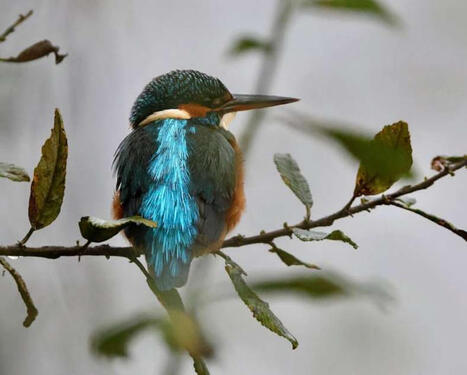 Sortie nature : Observation des premiers oiseaux migrateurs | Calendrier des manifestations / Mosl.fr | Veille locale des Biblioth&egrave;ques-M&eacute;diath&egrave;ques de Metz | Scoop.it