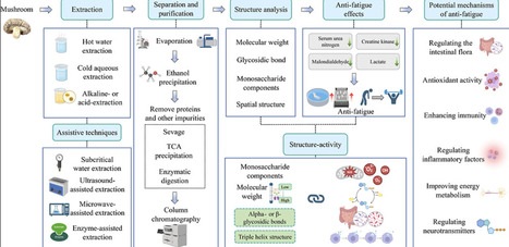 Mushroom Polysaccharides as Functional Food Ingredients for Alleviating Exercise-Induced Fatigue: A Review of Efficacy, Mechanisms, and Structure&ndash;Function Relationships | acs | RMH | Scoop.it