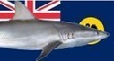 New measures to combat WA shark risks | Soggy Science | Scoop.it