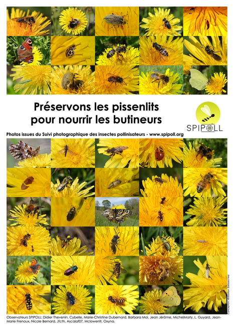 Laissons fleurir les pissenlits ! | Nature en ville | Scoop.it