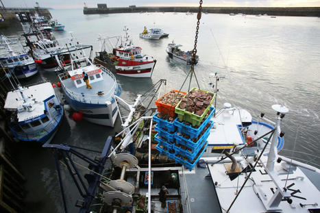 Normandie : la pêche solide malgré un bulot moribond | HALIEUTIQUE MER ET LITTORAL | Scoop.it