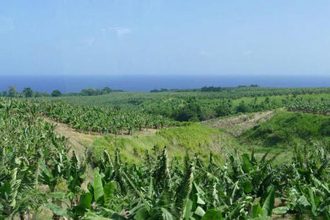 La banane est-elle une culture du passé ou une production d’avenir ?  | Revue Politique Guadeloupe | Scoop.it