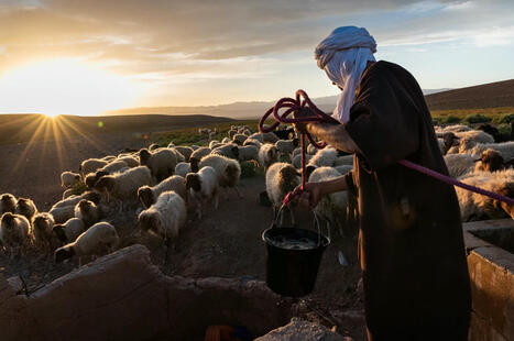 MEDITERRANEAN : Could traditional AGROPASTORAL systems be the key to a resilient future?&nbsp; | CIHEAM Press Review | Scoop.it