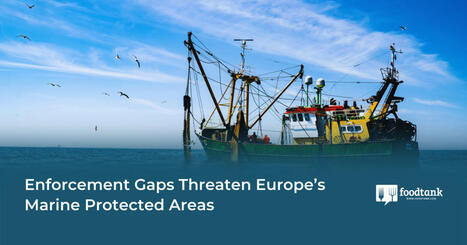 Enforcement Gaps Threaten EUROPE’s Marine Protected Areas | CIHEAM Press Review | Scoop.it