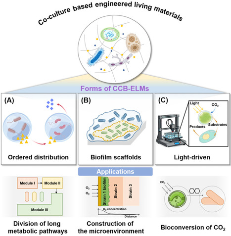Innovating biomanufacturing with coculture-based engineered living materials | Tin | RMH | Scoop.it