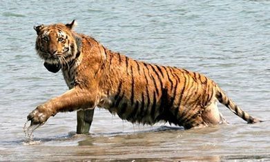Tigers under threat from rapidly disappearing mangrove forest | BIODIVERSITY IS LIFE  – | Scoop.it