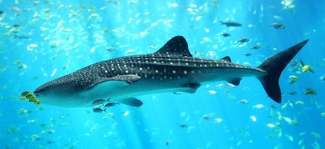 Whale Sharks Flock to Azores Islands and Warmer Waters : Science ... | MyLuso | Scoop.it
