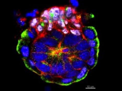 Cell - Self-Organizing Properties of Mouse Pluripotent Cells Initiate Morphogenesis upon Implantation | Genetics - GEG Tech top picks | Scoop.it