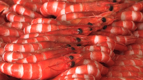 The hidden labour, health and environmental cost of cheap shrimp | Visual*~*Revolution | Scoop.it