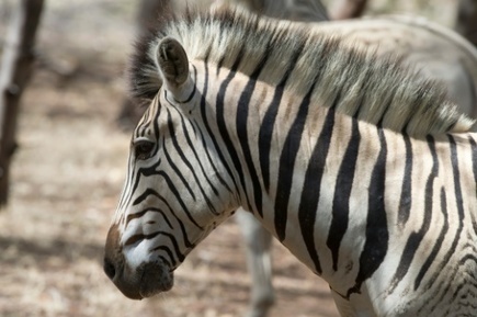 Le retour du "quagga", animal éteint puis ressuscité en Afrique du Sud | Actions Panafricaines | Scoop.it