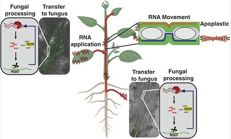 Foliar-applied double-stranded RNA is mobile, transfers to plant pathogens, and triggers RNAi | nar | RMH | Scoop.it