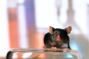 Nanoparticles heated by radio waves trigger insulin production | Amazing Science | Scoop.it