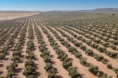 Huile d&rsquo;olive : la Cour des comptes europ&eacute;enne pointe des lacunes dans les contr&ocirc;les nationaux | ITERG - Veille sectorielle | Scoop.it