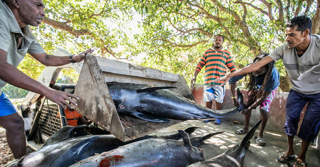 Dead Dolphins Wash Ashore After Oil Spill Off Mauritius - The New York Times | Coastal Restoration | Scoop.it