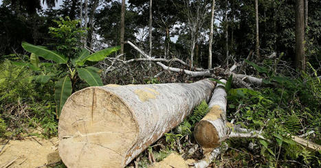 SUISSE : Le Conseil fédéral n'adopte pas un label "Zéro déforestation" européen et fâche industriels et ONG | ITERG - Veille sectorielle | Scoop.it