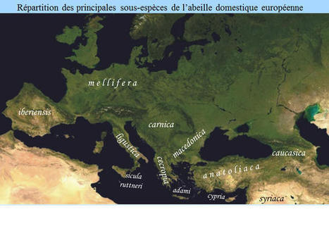 Abeilles : Des importations de reines problématiques | EntomoNews | Scoop.it