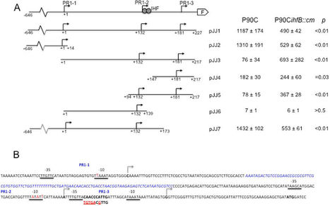 Three tandem promoters, together with IHF, regulate growth phase dependent expression of the Escherichia coli kps capsule gene cluster | RMH | Scoop.it